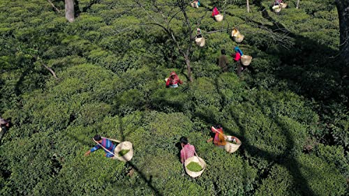 Image of Wah Tea Masala Black Tea Leaves | Hand-Plucked Whole Leaf from Kangra Valley | 100% Natural & Pesticide-Free | Rich in Antioxidants | Zero Calories | Traditional Spiced Aroma | De-Stress & Re-Energize | 100 g