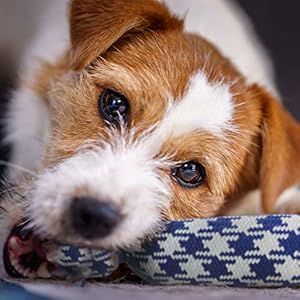 rocket & rex 4-Pack Dog Rope Toys | Small Breeds and Puppies | Puppy Rope Toy and Rope Toys for Small Dogs | Rope Toy Set with Rubber and Crackle for Added Chewing Fun | Dog Stocking Stuffer