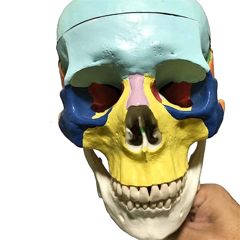 Nekspieren Vooraanzicht. Didactisch Anatomiestelsel Van De Menselijke Spieren Schema Anatomie Het Menselijk Spierstelsel Met 250528493