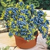 100 seeds/pack Blueberry seeds Bonsai Edible fruit seed, Indoor, Outdoor Available