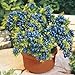 100 seeds/pack Blueberry seeds Bonsai Edible fruit seed, Indoor, Outdoor Available