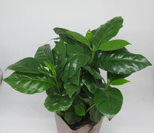 florari Coffea arabica/Kaffeepflanze