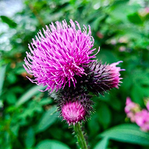 1000+ Burdock Seeds To Plant - Arctium Lappa Nutritious Vegetable & Herb Garden Plant Organic Burdock Root Seeds #TOP29