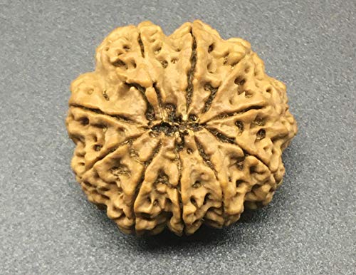 Rudraksha de Nepal de 10 caras para meditación profunda y paz mental 28mm 4