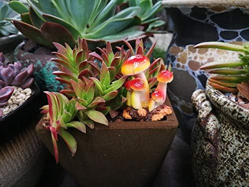 MUAMAX Fairy Mushroom Figurines 2 Packs Miniature Mushrooms Fairy Garden Accessories Micro Landscape Decoration FlowerPots Ornaments Bonsai Craft Decor