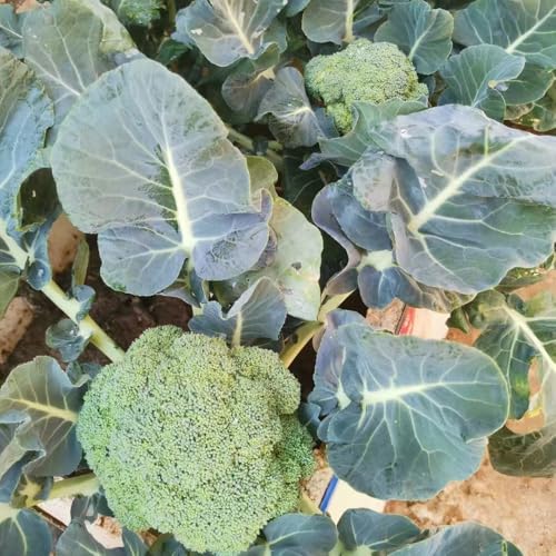 semillas de coliflor, semillas de hortalizas semillas de hortalizas jardín de hierbas semillas de plantas semillas de hortalizas viejas, siembra semillas de hierbas medicinales 400pcs