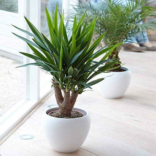 Yucca Elephantipes Plant - Live Premium Evergreen Indoor Houseplant in 12cm Pot