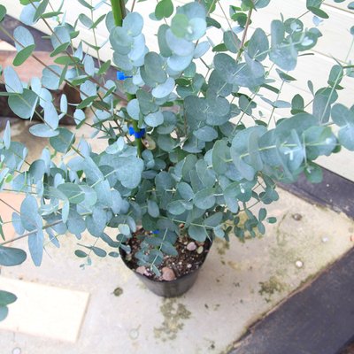 ユーカリ　グニーの新芽　80サイズ Amazon | 庭木：ユーカリ グニー 樹高:120cm 大株！ | 植木