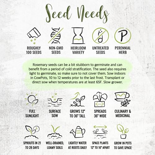 Seed Needs Rosemary Seeds for Planting - Non-GMO Heirloom & Untreated Perennial Herbs to Plant a Medicinal & Culinary Kitchen Garden Indoors or Outdoors (1 Pack) - Image 8