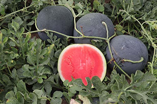 Kira Seeds - Black Beauty Watermelon 9 Lbs - Fruits For Planting - Gmo Free #TOP6