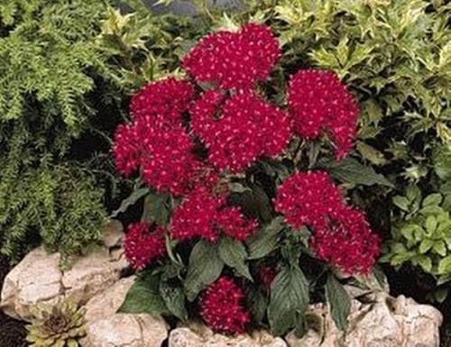 Pentas Kaleidoscope Deep Red Seeds