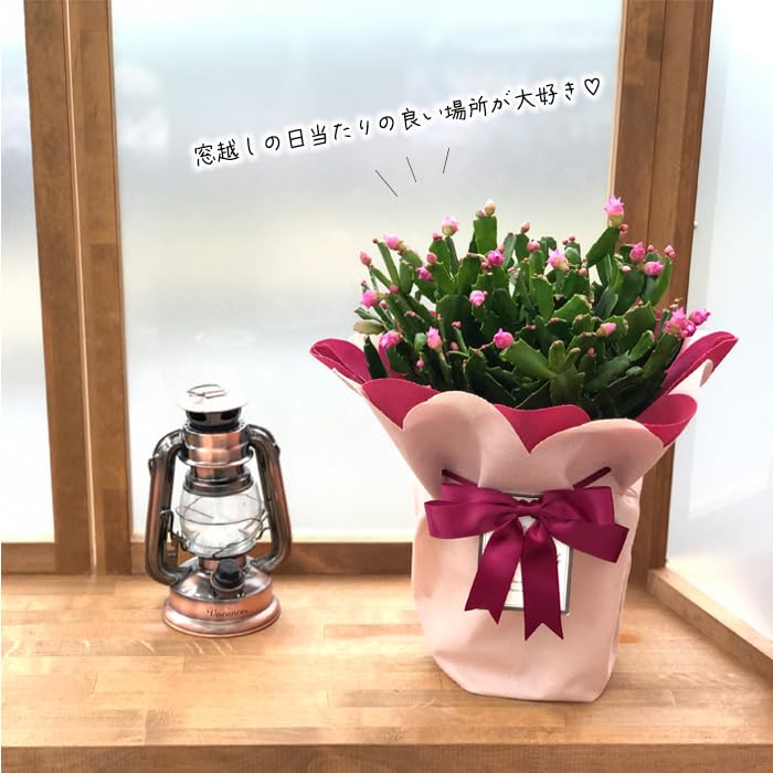 Amazon.co.jp: バラ咲き デンマークカクタス チェリーローズ 5号鉢