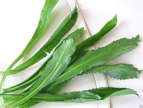 Semillas Culantro Recao AKA Cilantro vietnamita Perejil tailandés ngo gai Shadon beni 1000 semillas