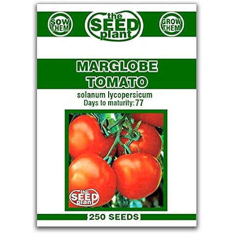 Marglobe Tomato Seeds - 250 Seeds Non-GMO Cover