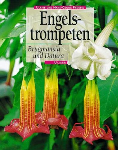 Preisvergleich Produktbild Engelstrompeten: Brugmansia und Datura