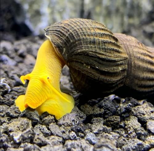 CU AQUATICS Yellow Rabbit Snail Aquarium Live Snail Fish Algae Eater