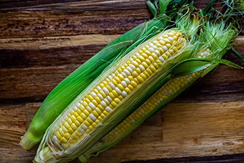 "Serendipity" Bi-Color Triplesweet Corn, 75 Seeds Per Packet, (Isla's Garden Seeds), Non Gmo Seeds, Botanical Name: Zea Mays, Great Home Garden Gift #TOP3