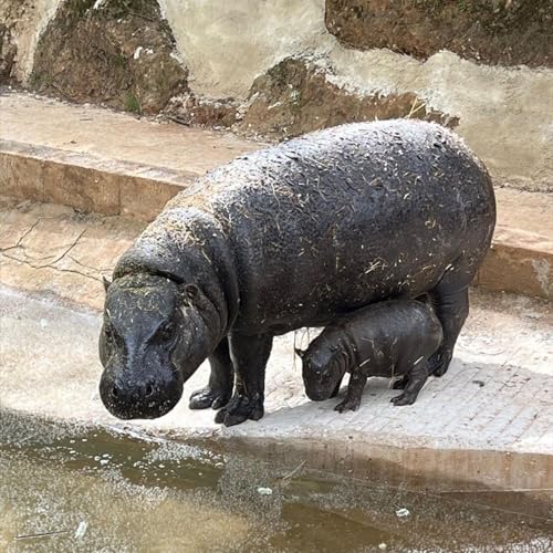 Un nuevo hipop&oacute;tamo pigmeo en Cab&aacute;rceno