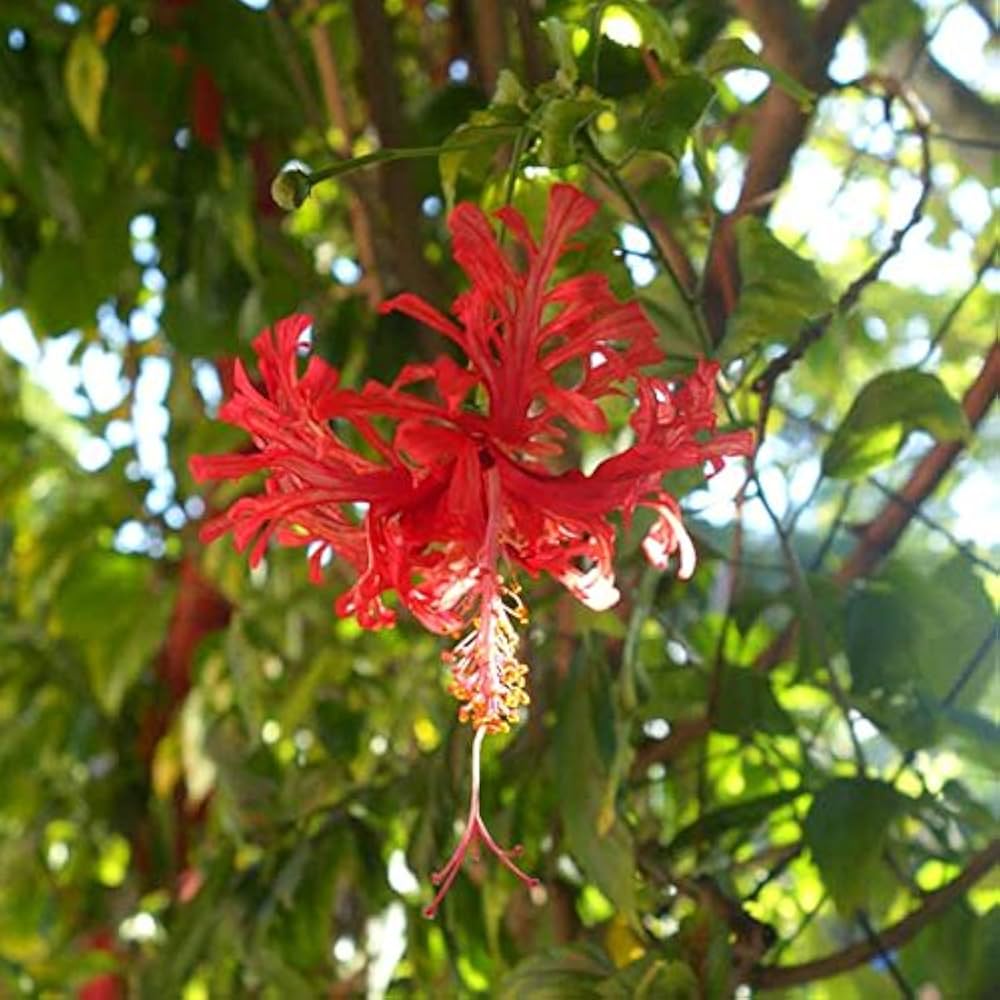 フウリンブッソウゲ ハイビスカス原種 フウリンブッソウゲ ハイビスカス原種