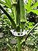 LEOBRO 150PCS Plant Support Garden Clips for Vine Vegetables, Tomato Trellis Clips, Make Garden Vegetable Grow Upright and Healthier, White