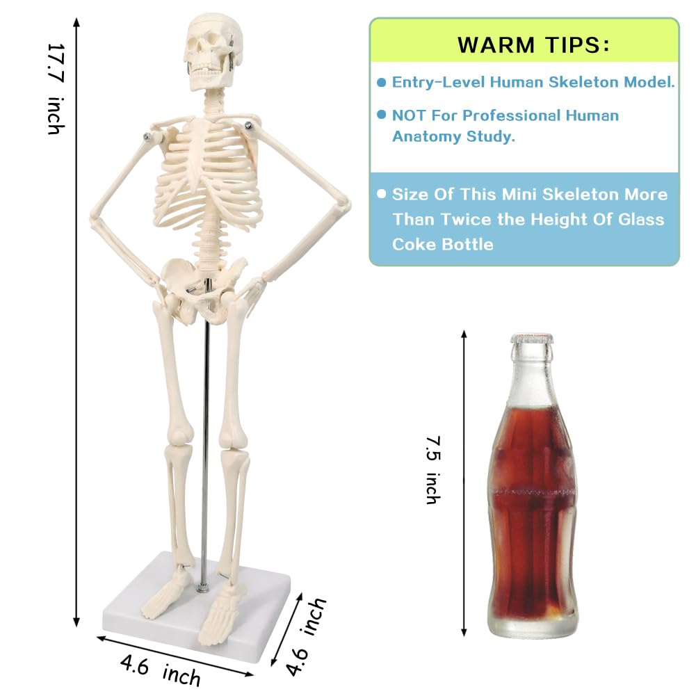 45 cm Hoch Menschliches Skelett Modell für Anatomie,Menschliches Körpermodell,Ganzkörper mit beweglichen Armen, Beinknochenstrukturen, Ganze Wirbelsäulenrippen des Skelettmodells sind integriert
