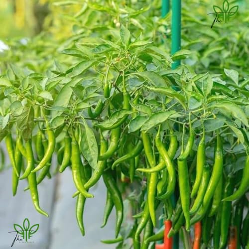 Image of The Green Beach Live All Seasons Hari Chilli Live Plant, Organic Desi Mirch Hybrid, For Home Garden Vegetable Organic Chilli Plant, With Plastic Pot
