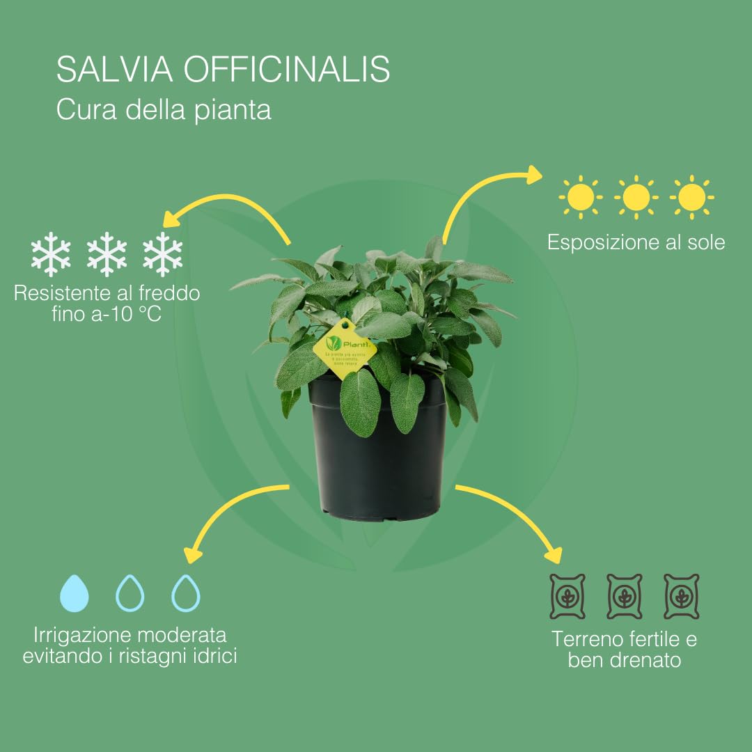 Salvia Officinalis | Pianta Aromatica da Esterno per Cucina, Perfetta per Insaporire i Piatti e Ornare il Giardino | Concimazione 6 Mesi con Sistema Plantì