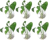 Fashionstorm Pack of 6 Glass Wall Hanging Planters Glass Plant Terrarium Air Plant Holders, 4.72'...