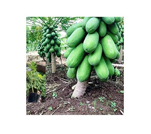 See full amazon price history chart for Healthy Vibe� Live Plant Papita Red Lady/Papaya Fruit & Fruit Plant With Pot - Outdoor Healthy Plant Healthy Vibe� Live Plant Papita Red Lady/Papaya Fruit & Fruit Plant With Pot - Outdoor Healthy Plant (B09QXJ54JQ) Amazon Price History, Amazon Price Tracker