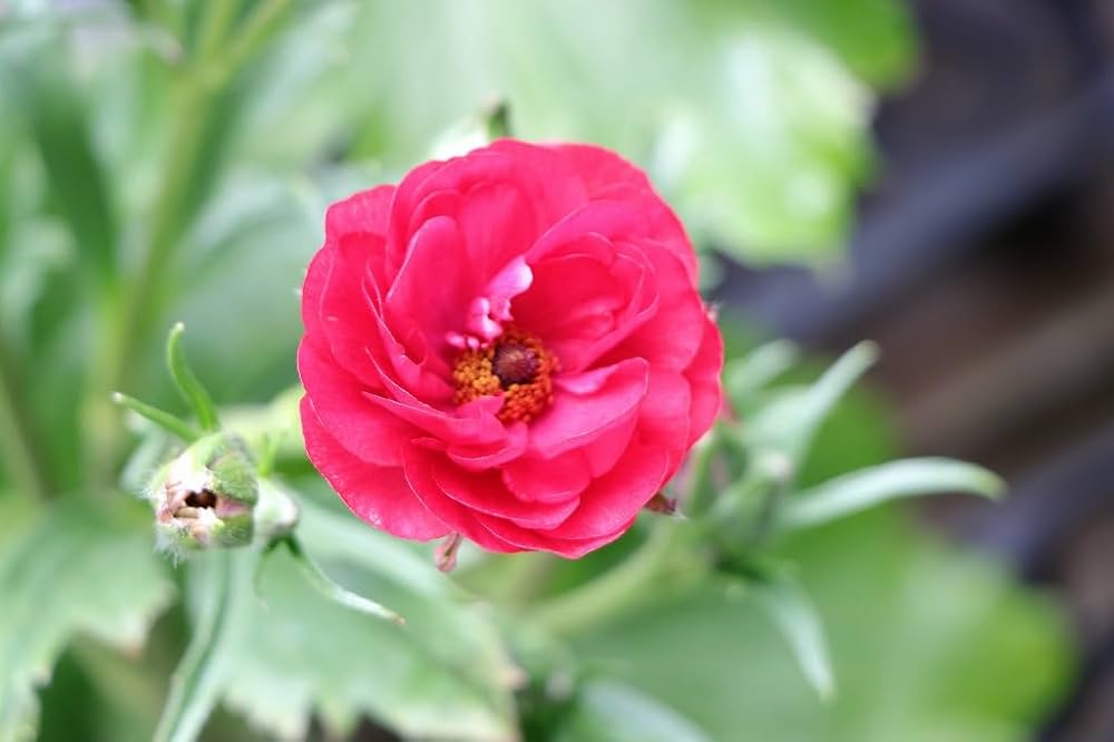 豪華　ラナンキュラスラックス ムーサ ラナンキュラス ラックス ムーサ｜種（タネ）,球根,苗,資材