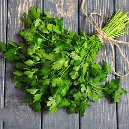 semi di prezzemolo perenne biologico copertura del terreno prezzemolo giardino, esotico medicinali, resistenti 400pcs