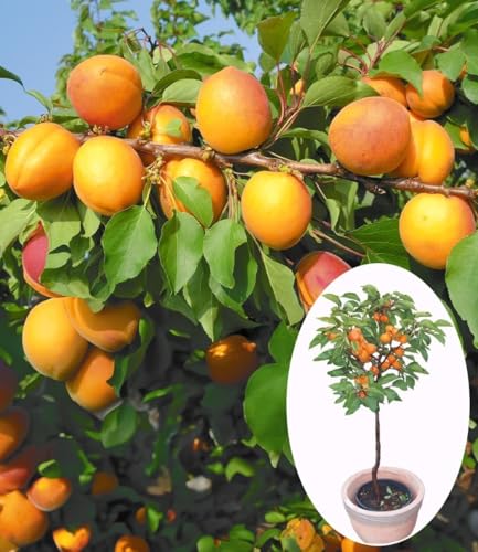 BALDUR Garten 1x Aprikose 'Compacta Super Compact®', Pflanze im 3 Liter-Topf, Aprikosenbaum, Prunus armenica, winterhart, mehrjährig, reiche Ernte an essbaren Früchten, selbstfruchtend, Obst-Rarität