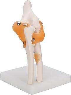Human Elbow Joint Model - Anatomy Model Human Elbow Joint Model, with Ligaments and Lightweight Display Base Anatomical Model for Study Display Teaching