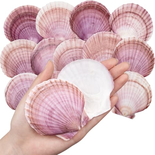 30PCS Natural Scallop Shells Purple Red Sea Shells, Real Seashells from Beach for DIY Crafts, Ocean Themed Party, Painting, and Wedding Decorations (2.8''–3.5'')