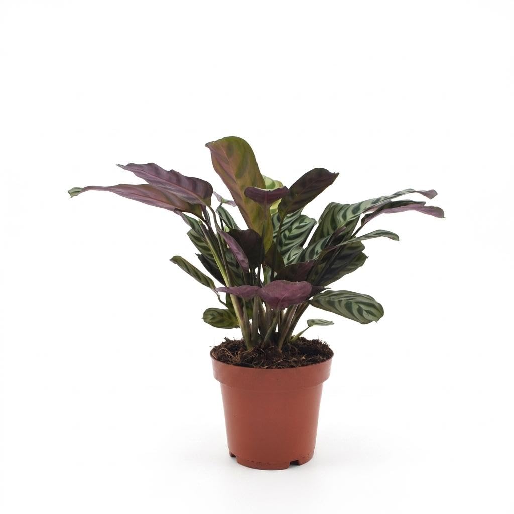 Ctenanthe Burle Marxii – roślina o wzorze w jodełkę - 30cm - Ø12cm