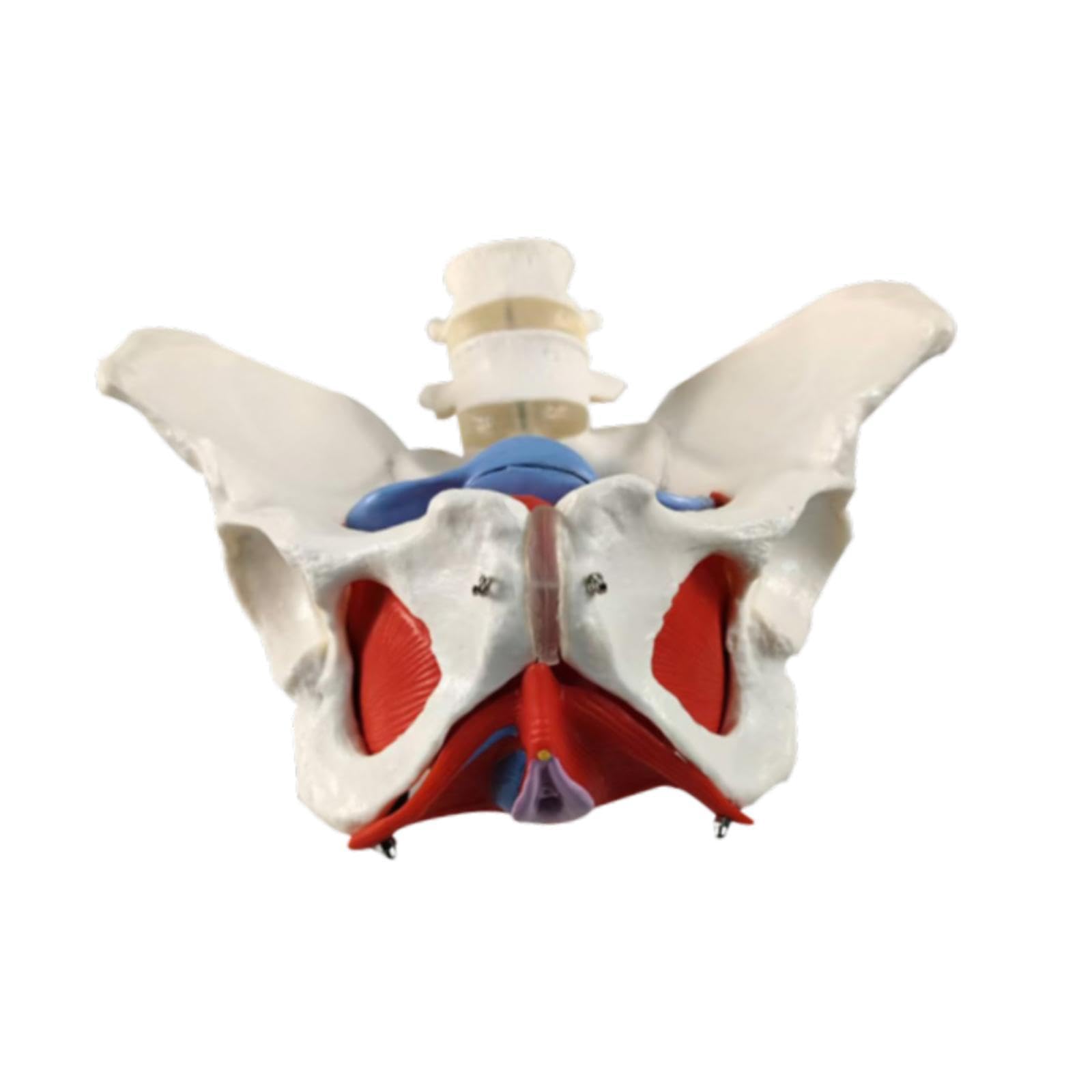 Modèle pelvien skeleton Sharplace équipement d'enseignement anatomie femme