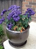 Heliotrope ~Blue~"Heliotropium Arborescens-Extra Dwarf Marine" 20+ Annual Seeds