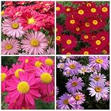 Pyrethrum Tanacetum Chrysanthemum Seeds - 1200+ Pyrethrum Tanacetum Coccineum Garden Flower Seeds - Perennial Flower