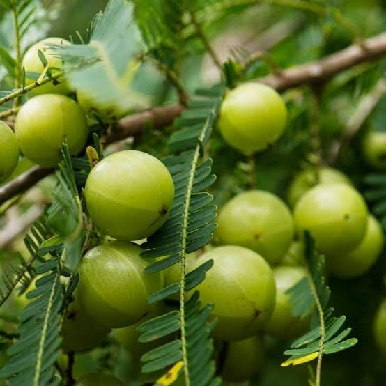 The Royal Crafty Amla plant hybrid all seasons Indian Gooseberry Clone Tyep Amlaki Healthy Live Super Yielding Early Fruting Live Plant (B0CR439RWW) Amazon Price History, Amazon Price Tracker