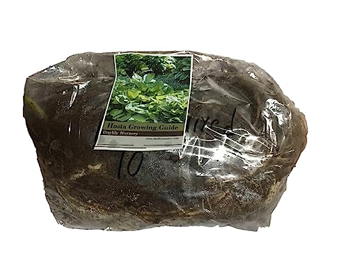 5 GladTidings Bareroot Hosta - Thumbnail 3