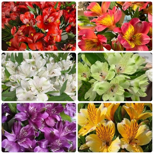 Semillas de alstroemeria, balcón resistentes, Alstroemeria híbrida, alstroemeria Las de jardín son perennes resistentes. 350pcs