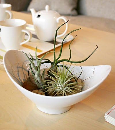 Amazon Co Jp いい庭 観葉植物 エアープランツセット 3種 ムーンプレート ホーム キッチン