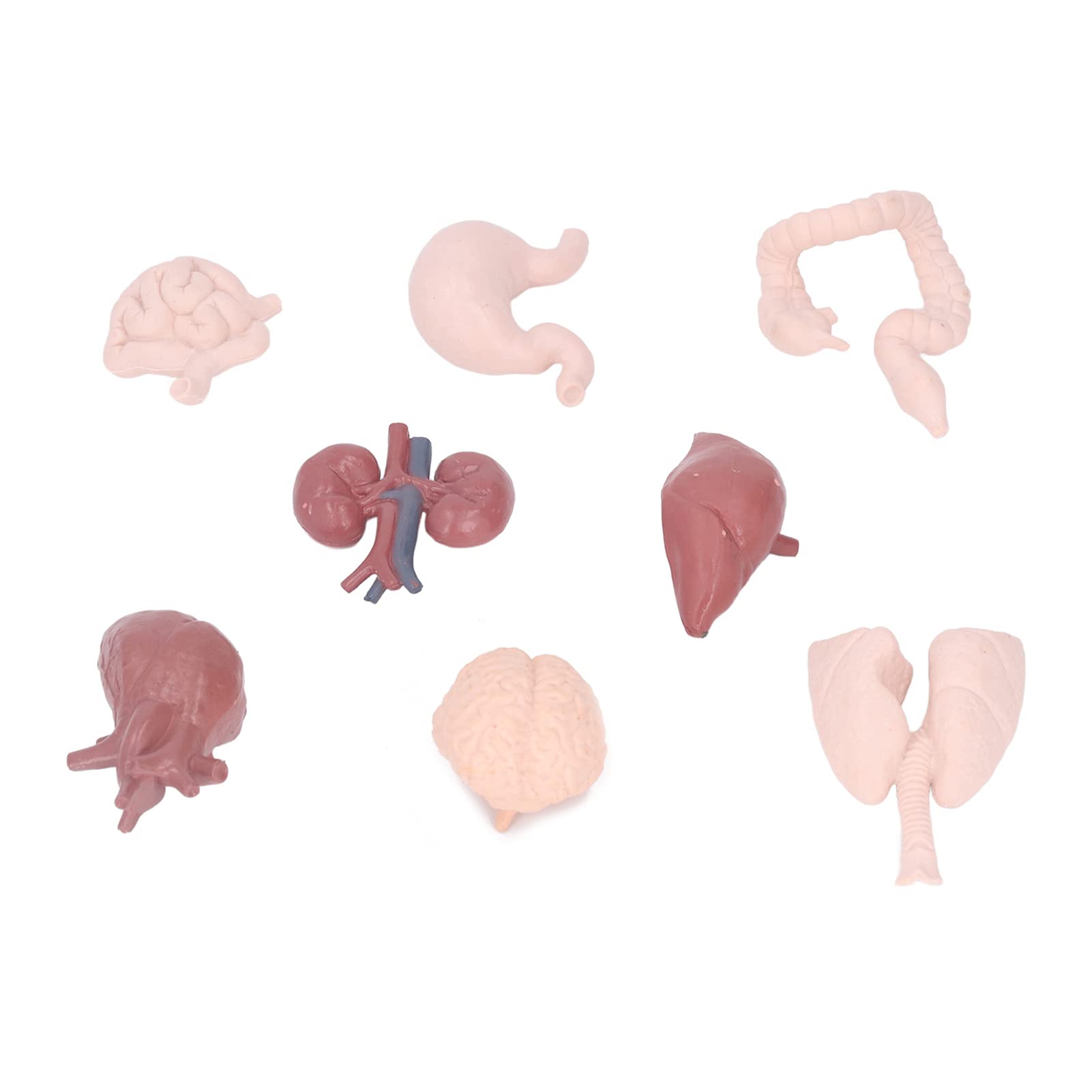 Bonbela Human Organ Model Anatomical Study Tool Body Anatomy Educational Toy with Brain Heart Lungs Liver Stomach Kidneys for School Teaching Patient Explanation - Image 2