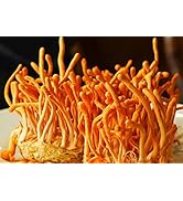Cordyceps Mushroom Liquid Culture - 10ml