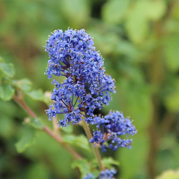 Lilas de Californie 'Burkwoodii' Ceanothus 40-60 cm pot