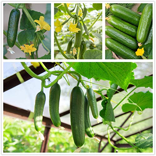 Sweet Gherkin Cucumber Seeds 70+ Holland Mini Cucumber Seeds Fruit Vegetables for Home Garden Outdoor Yard Farm Planting Heirloom Healthy Organic Vegetable