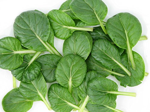 Indica Asian Green - Tatsoi Leaf 100 Seeds Pack by Super Agri Green (B01EP4ZK9C) Amazon Price History, Amazon Price Tracker
