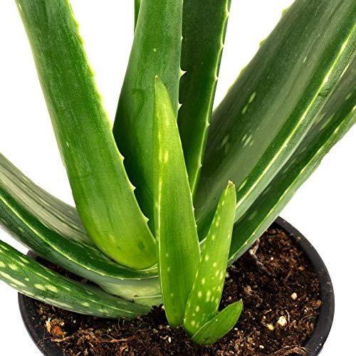 Echte Aloe - echte Zimmerpflanze, Aloe vera - Höhe ca. 40 cm, Topf-Ø 12 cm - Image 3