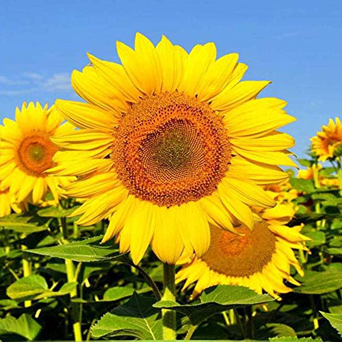 Semente de Girassol Amarelo - Embalagem 600mg