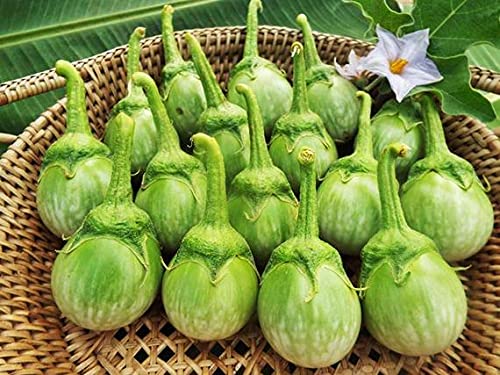 Golden Hills Farm F1 HYBRID GREEN ROUND BRINJAL VEGETABLE 500+ seeds (B095SN4FLS) Amazon Price History, Amazon Price Tracker